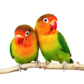 Vogelsitzstangen