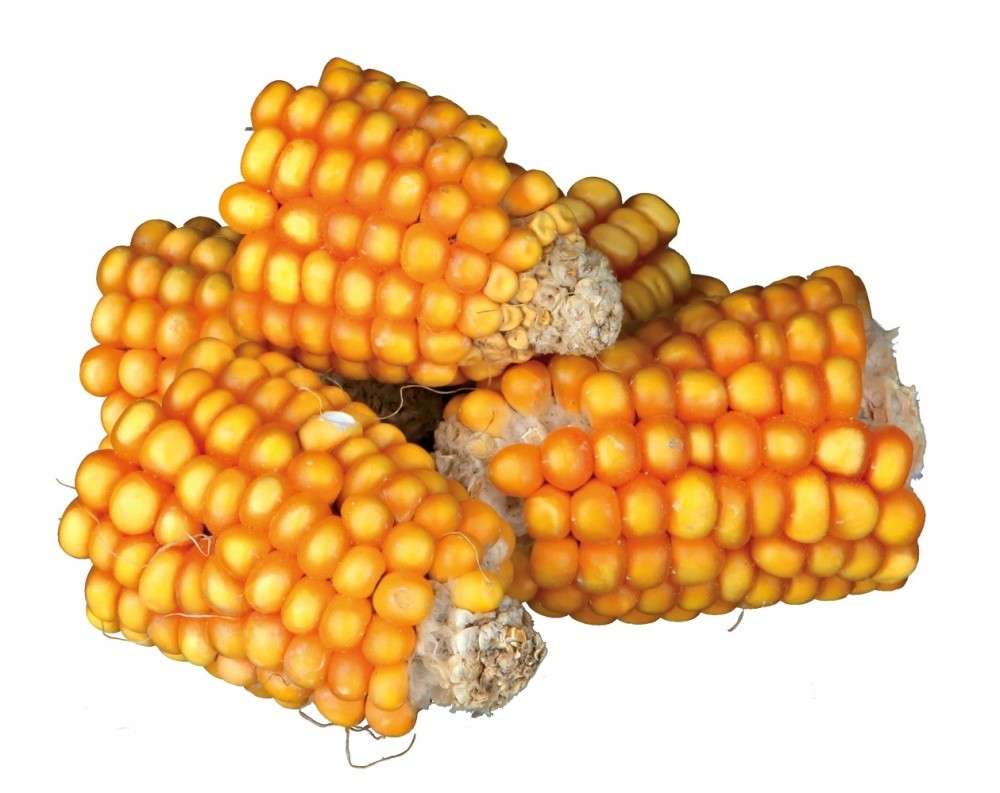 Trixie Maiskolven 300 g