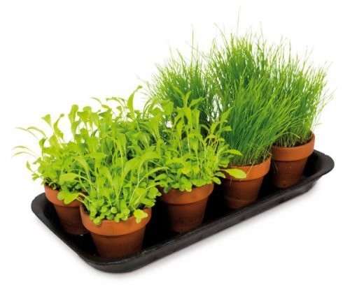 JR Farm Fresh green pack of 8